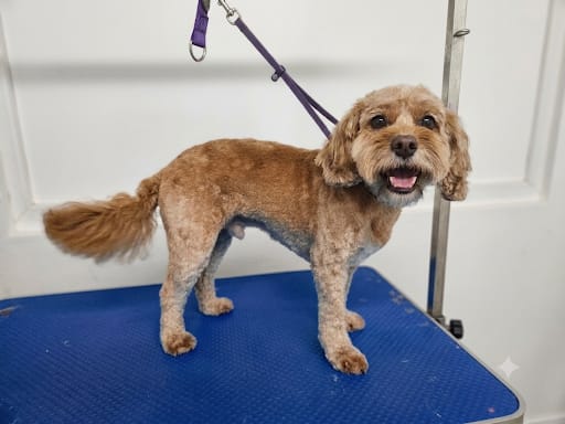 Dog before and after full groom at Mucky to Fluffy