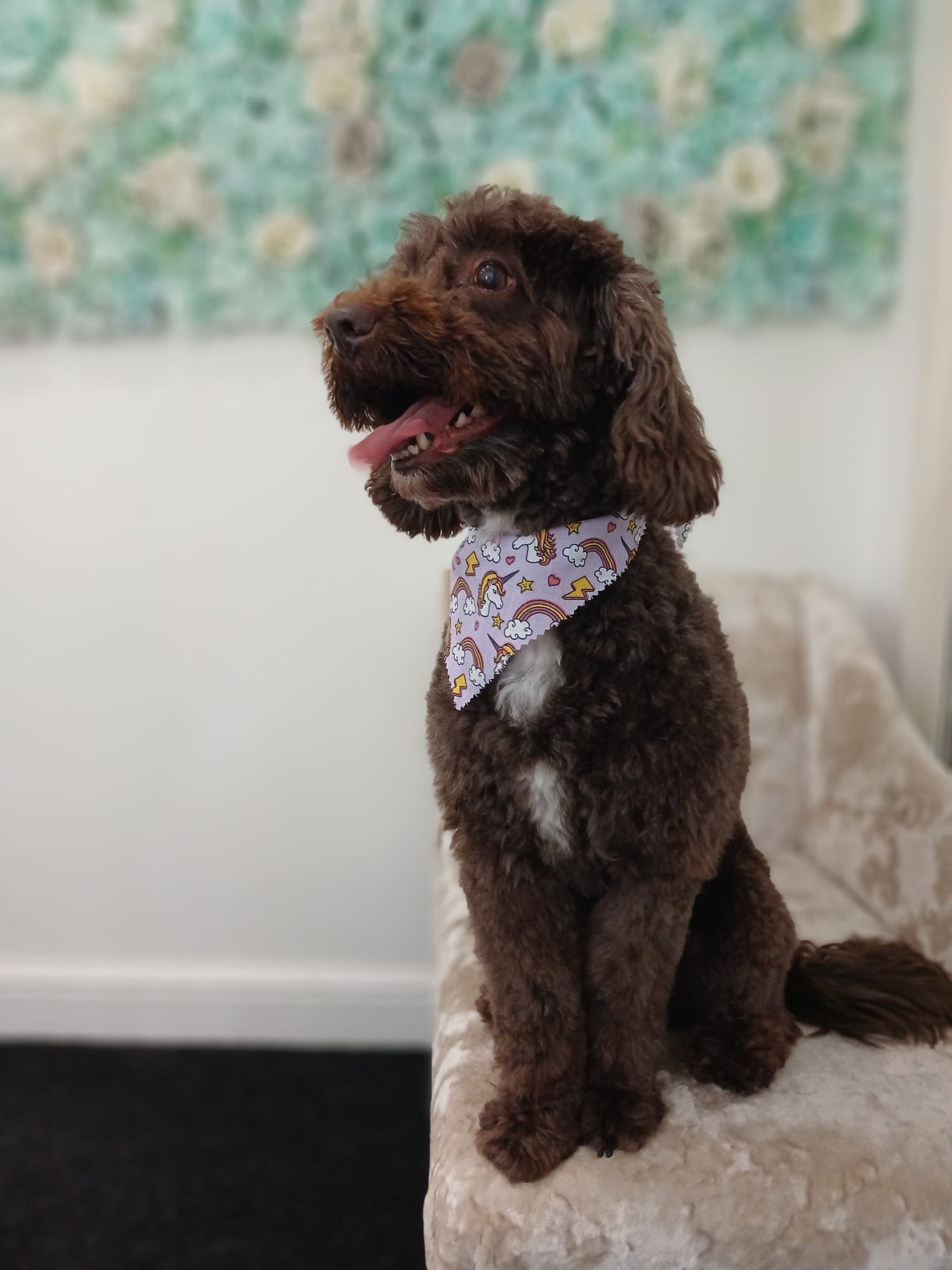 Dog before and after full groom at Mucky to Fluffy