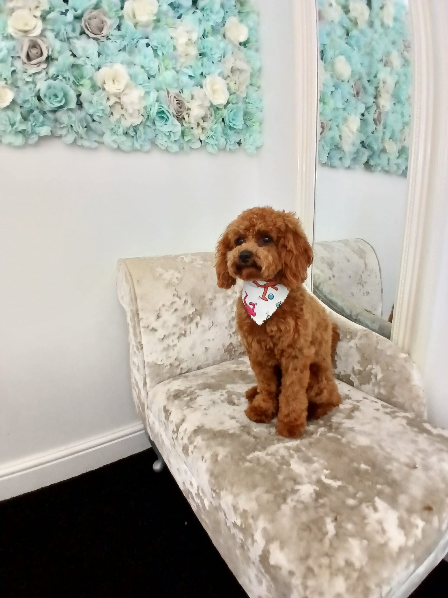 Dog before and after full groom at Mucky to Fluffy